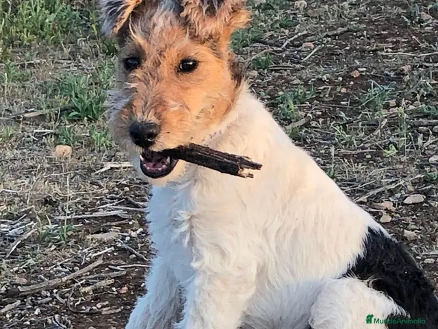 Fox Terrier de Pelo Duro perros en venta: Foxterrier camada - Anuncio 1