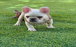 Bulldog Francés perros en venta: BULLDOG FRACÉS PREMIUM !!! - Anuncio 1