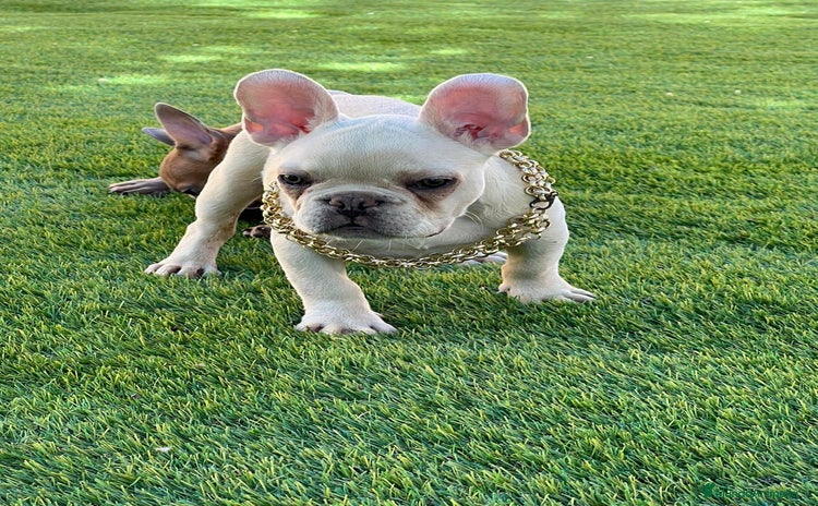 Bulldog Francés perros BULLDOG FRACÉS PREMIUM !!! - Anuncio 3