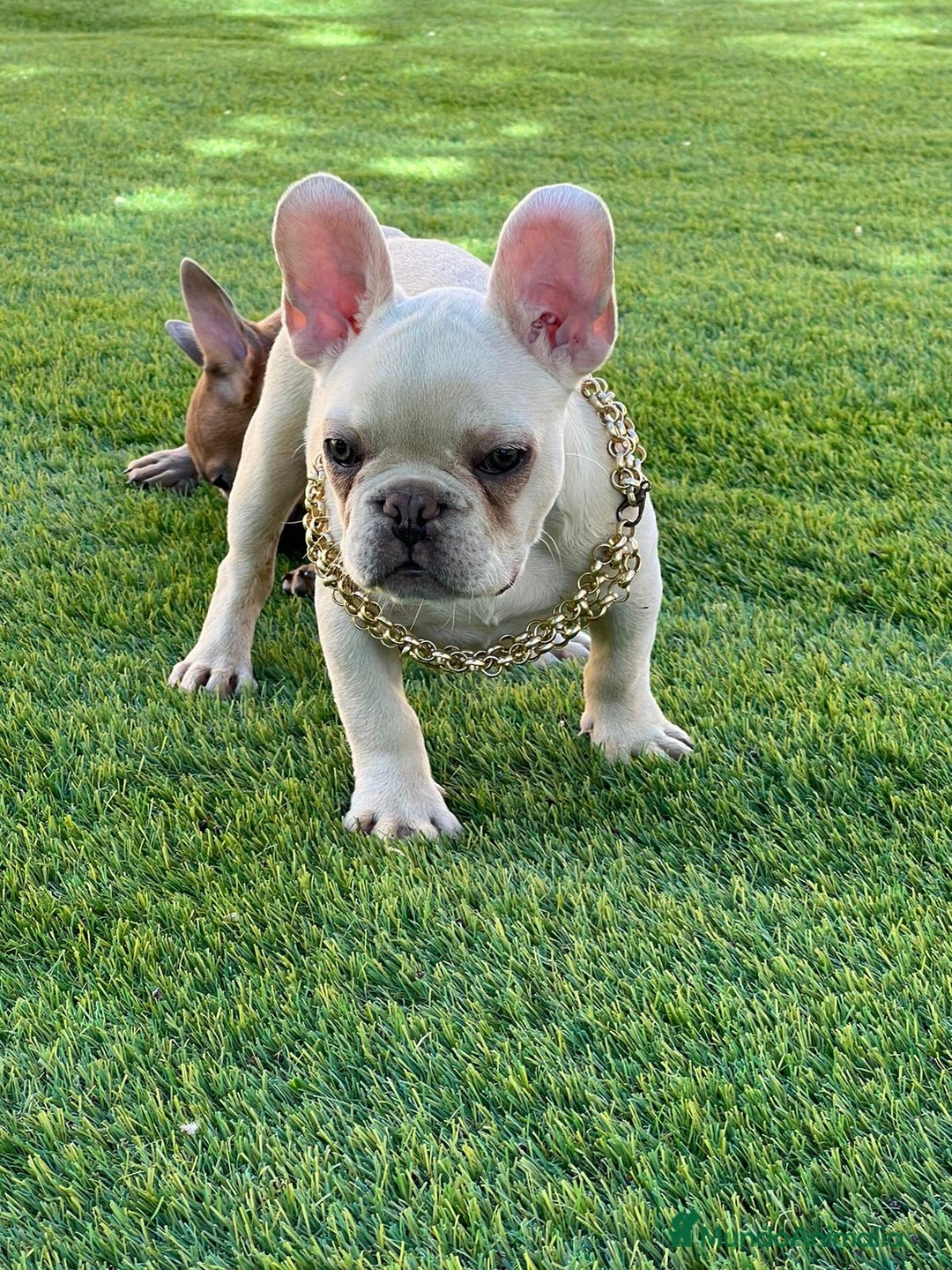 Bulldog Francés perros en venta: BULLDOG FRACÉS PREMIUM !!! - Anuncio 1