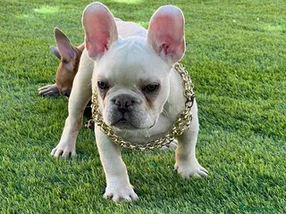 Bulldog Francés perros BULLDOG FRACÉS PREMIUM !!! - Anuncio 17