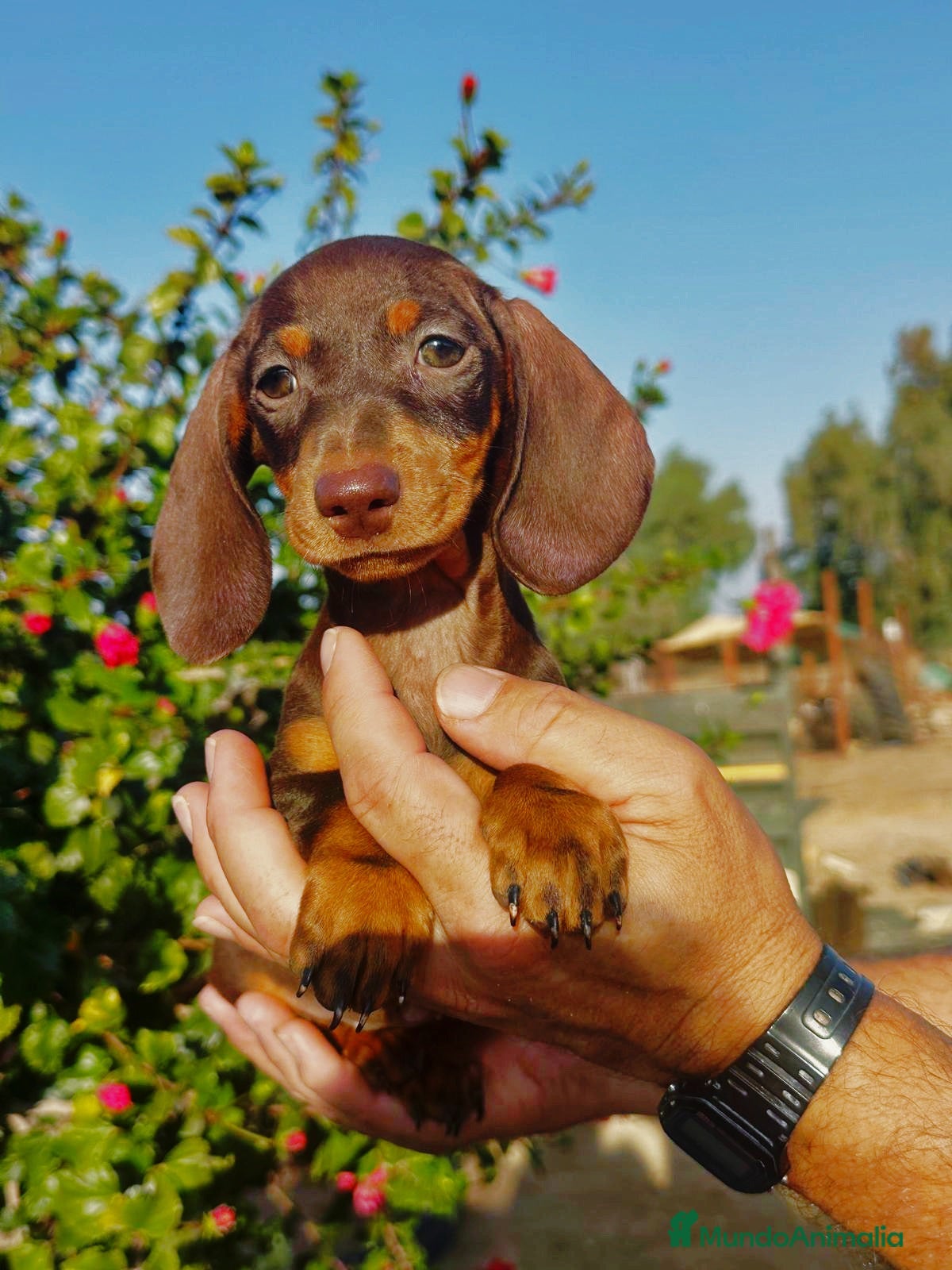 Teckel Miniatura perros Teckels - Anuncio 3