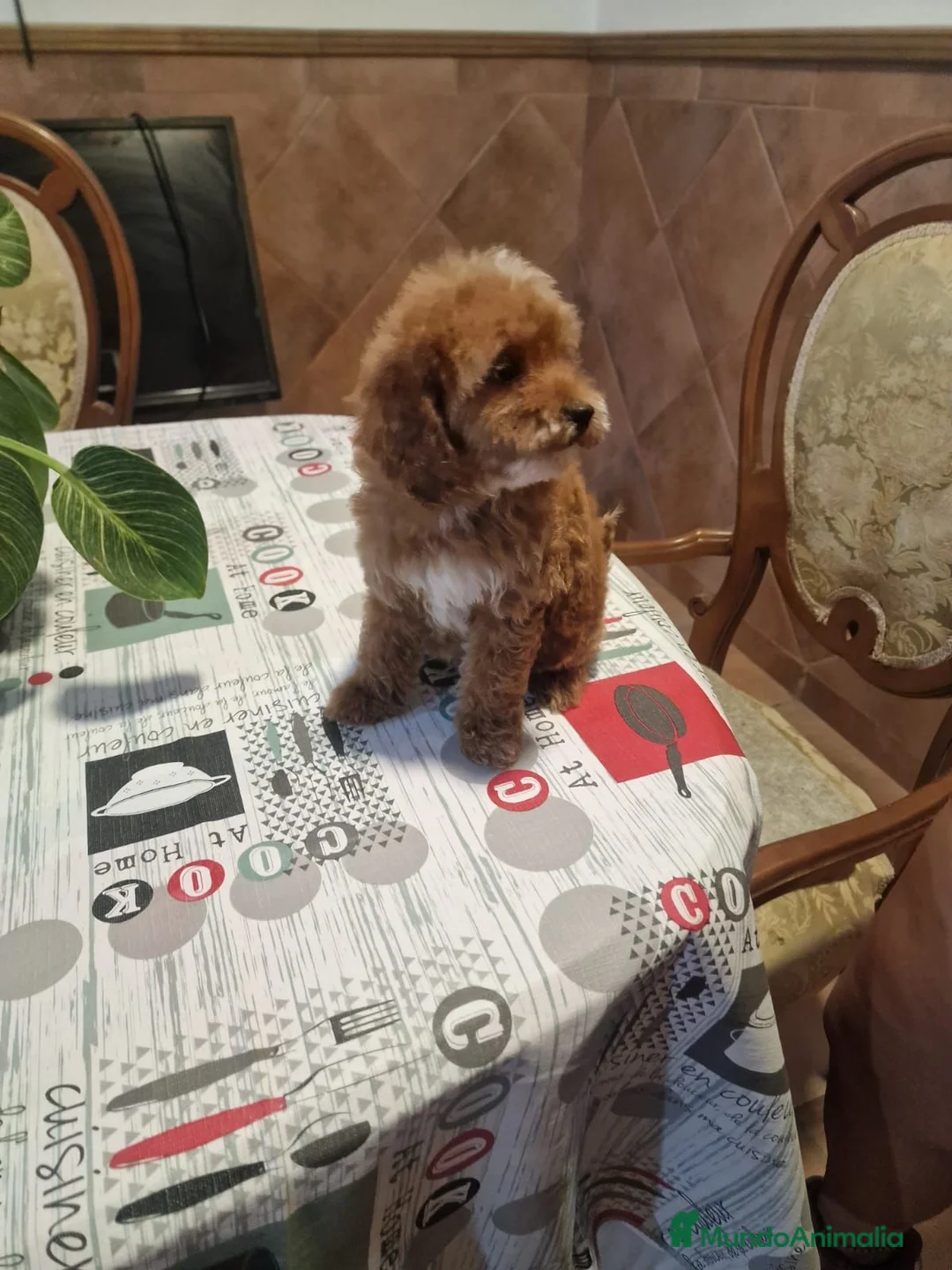 Caniche Toy perros en venta: Caniche toy hembrita precio real - Anuncio 4