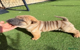 Shar Pei perros en venta: Shar peiminiatura - Imagen 1