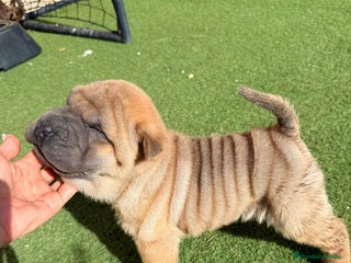 Shar Pei perros - Anuncio 9