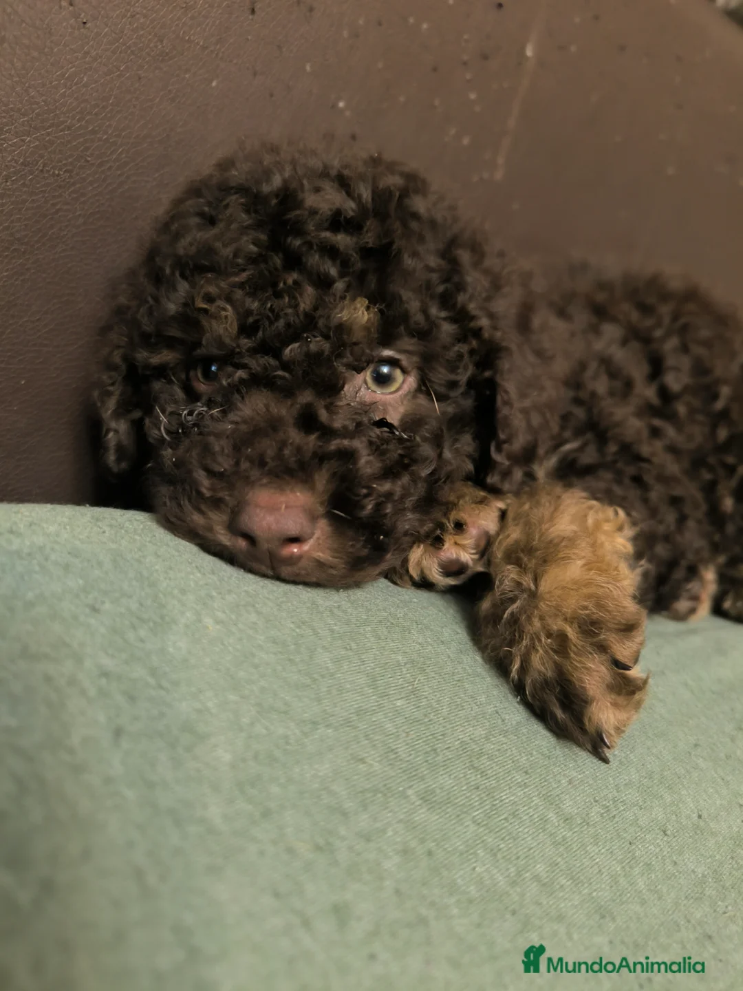 Perro de Agua Español perros en venta: Último cachorro PDA phanton chocolate  - Anuncio 2