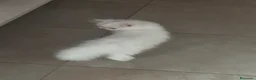 Persa gatos en venta: Persas bebé - Anuncio 7