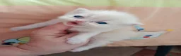 Persa gatos en venta: Gatitos persa y malayo - Anuncio 5