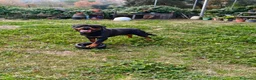 Rottweiler perros en venta: Cachorros padres Alemanes mejores líneas mundiales - Anuncio 15