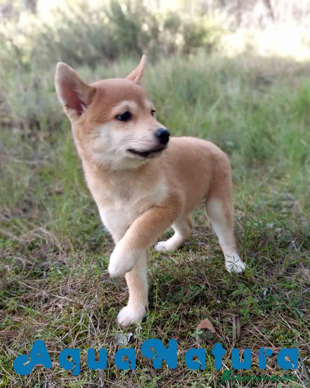 Shiba Inu perros en venta: Shiba Inu Hembra de Alba y Simbad 1722 AQUANATURA - Anuncio 7