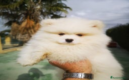 Pomerania perros en venta: Bonitos Pomerania - Anuncio 4