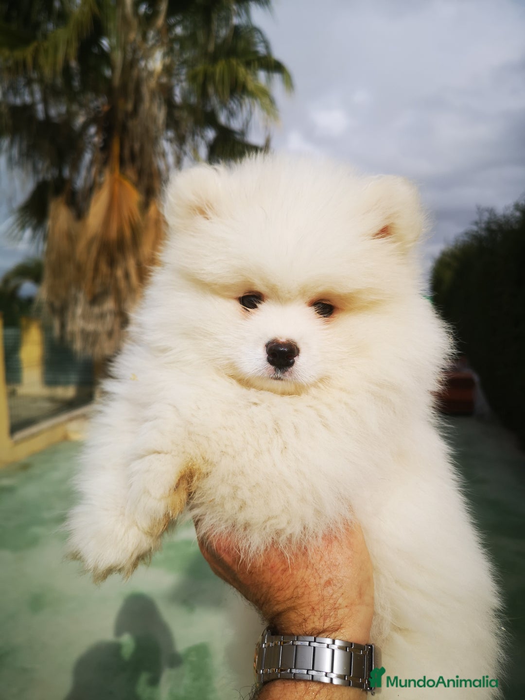 Pomerania perros en venta: Bonitos Pomerania - Anuncio 4