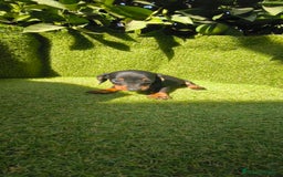 Teckel Miniatura perros en venta: camada teckel canichen muy pequeños  - Imagen 38