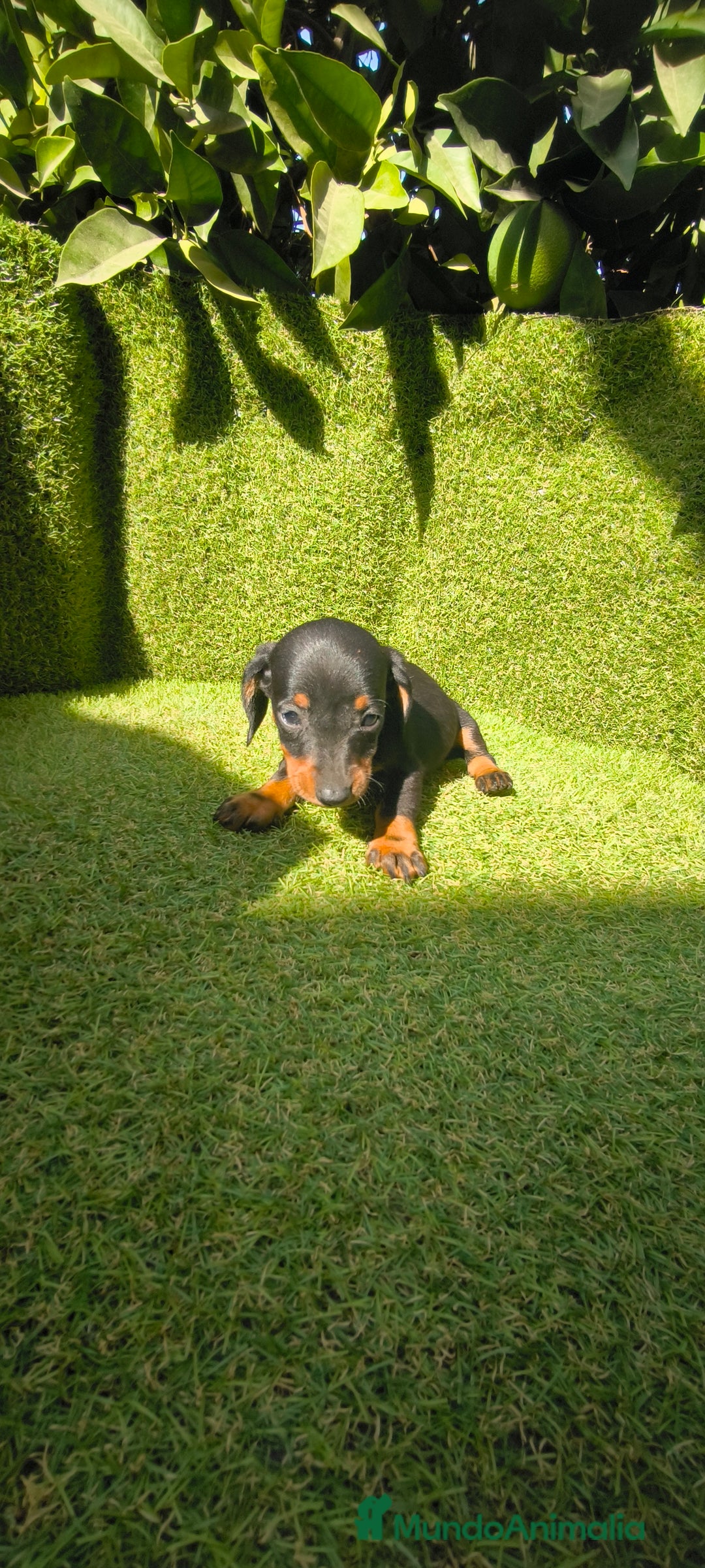 Teckel Miniatura perros en venta: camada teckel canichen muy pequeños  - Imagen 38