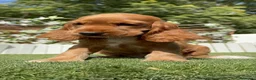 Cocker Spaniel Inglés perros en venta: COCKER SPANIEL INGLES-LISTA PARA ENTREGAR - Anuncio 10