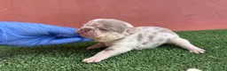 Bulldog Francés perros en venta: Bulldog francés exóticos - Anuncio 9