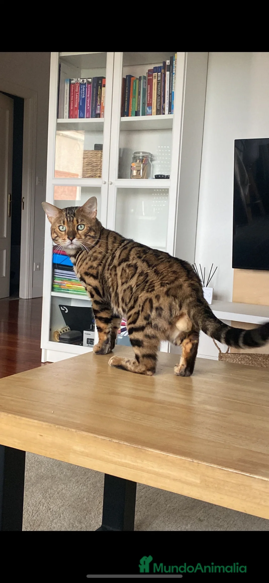 Bengalí gatos en venta: Gato bengali - Anuncio 3