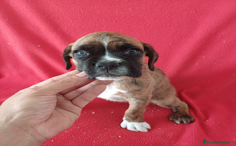Boxer perros - Anuncio 3
