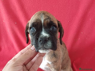 Boxer perros - Anuncio 1