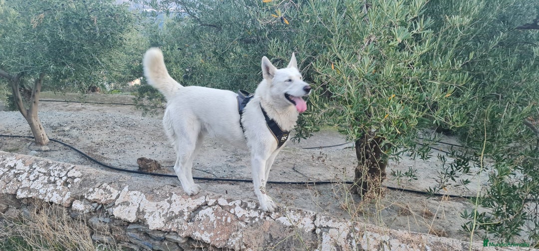Husky Siberiano perros en venta: Husky siberiano blancos - Anuncio 5