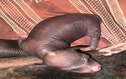 Xoloitzcuintle - Perro Sin Pelo Mexicano perros en venta: Xoloitzcuintle mediano - Anuncio 2