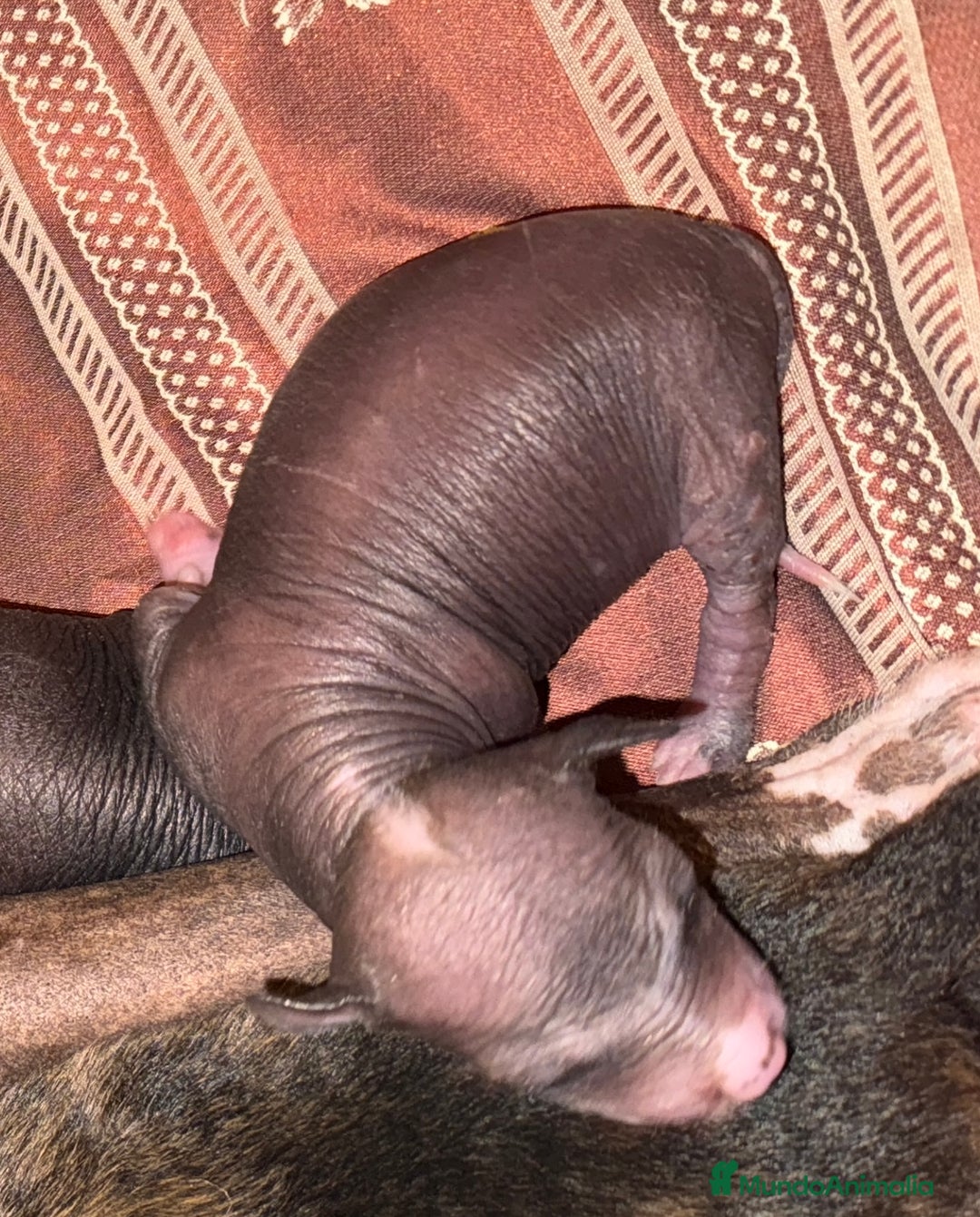 Xoloitzcuintle - Perro Sin Pelo Mexicano perros en venta: Xoloitzcuintle mediano - Anuncio 2