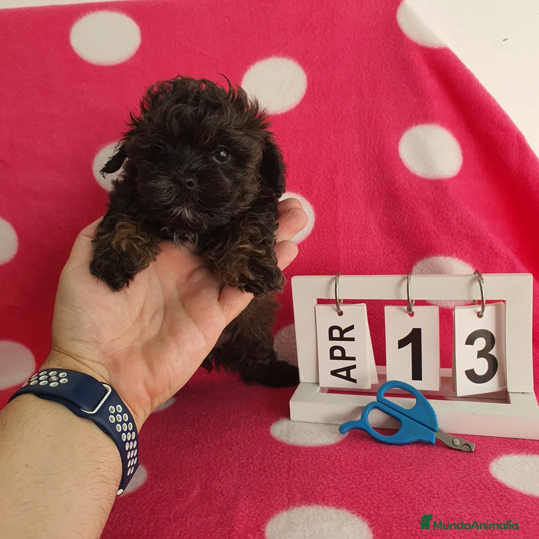 Maltipoo perros en venta: Maltipoo mini - Anuncio 5