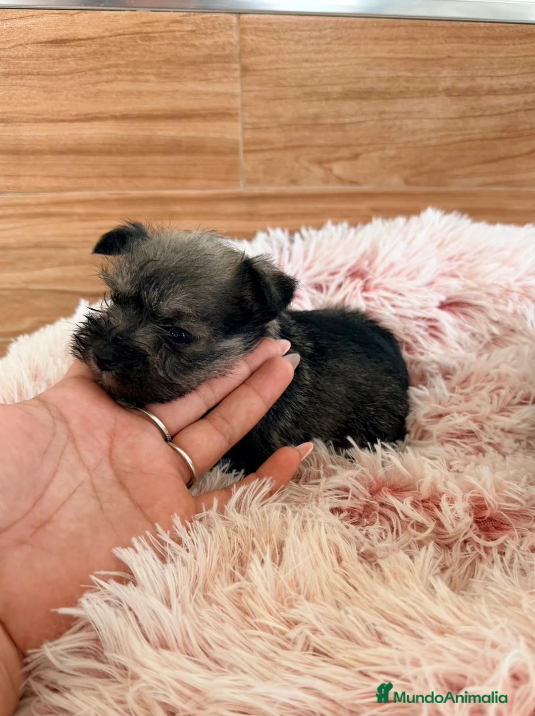 Schnauzer Miniatura perros en venta: Schnauzer mini  - Anuncio 4