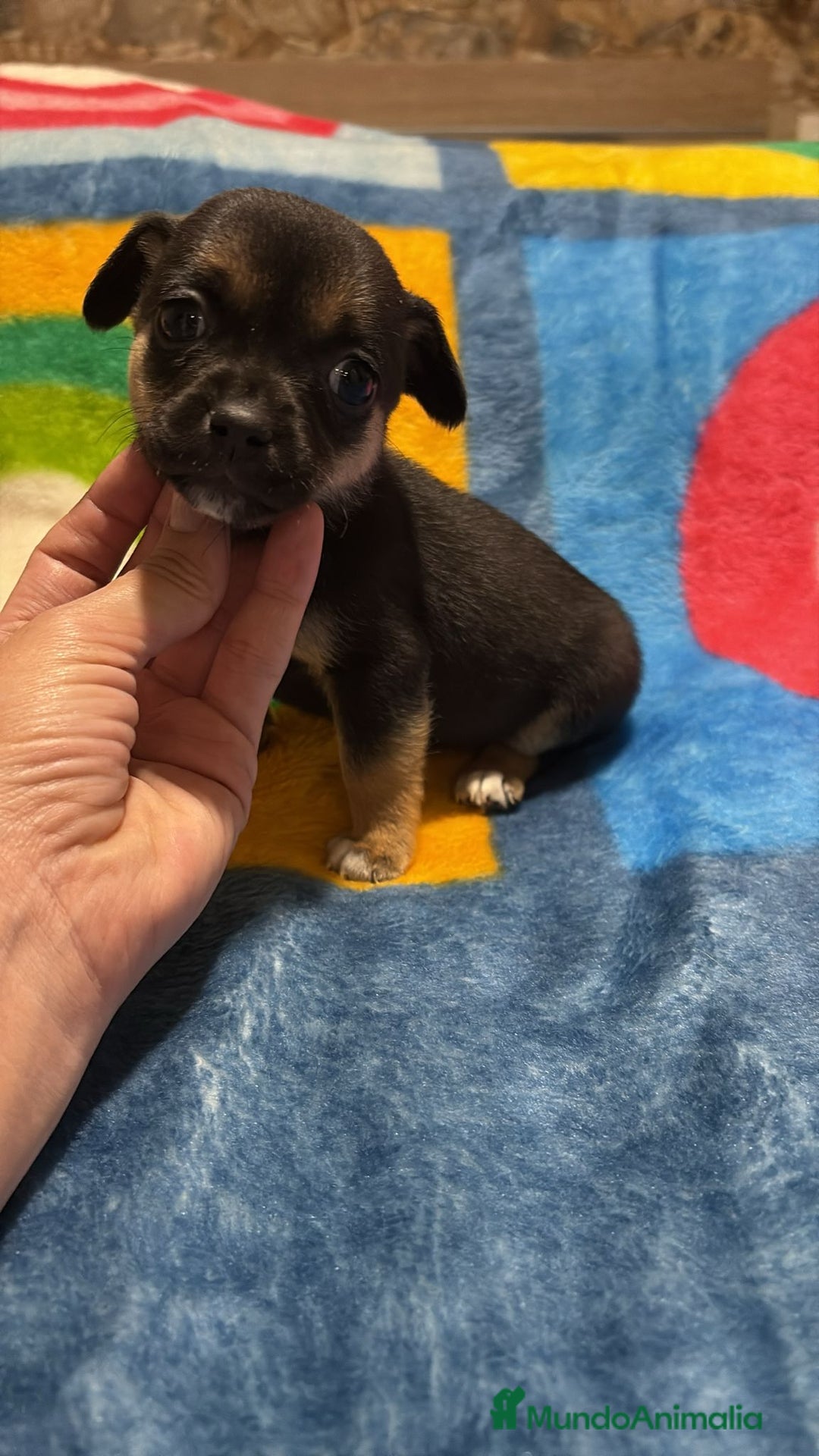 Pinscher Miniatura perros en venta: Pinscher miniatura tricolor - Anuncio 12