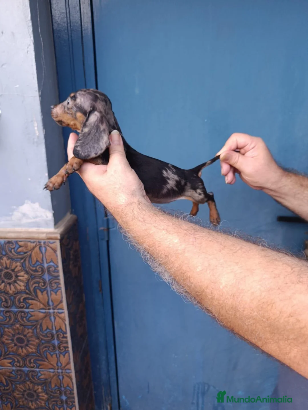 Teckel Miniatura perros en venta: Teckel hembra kanichen  - Anuncio 2
