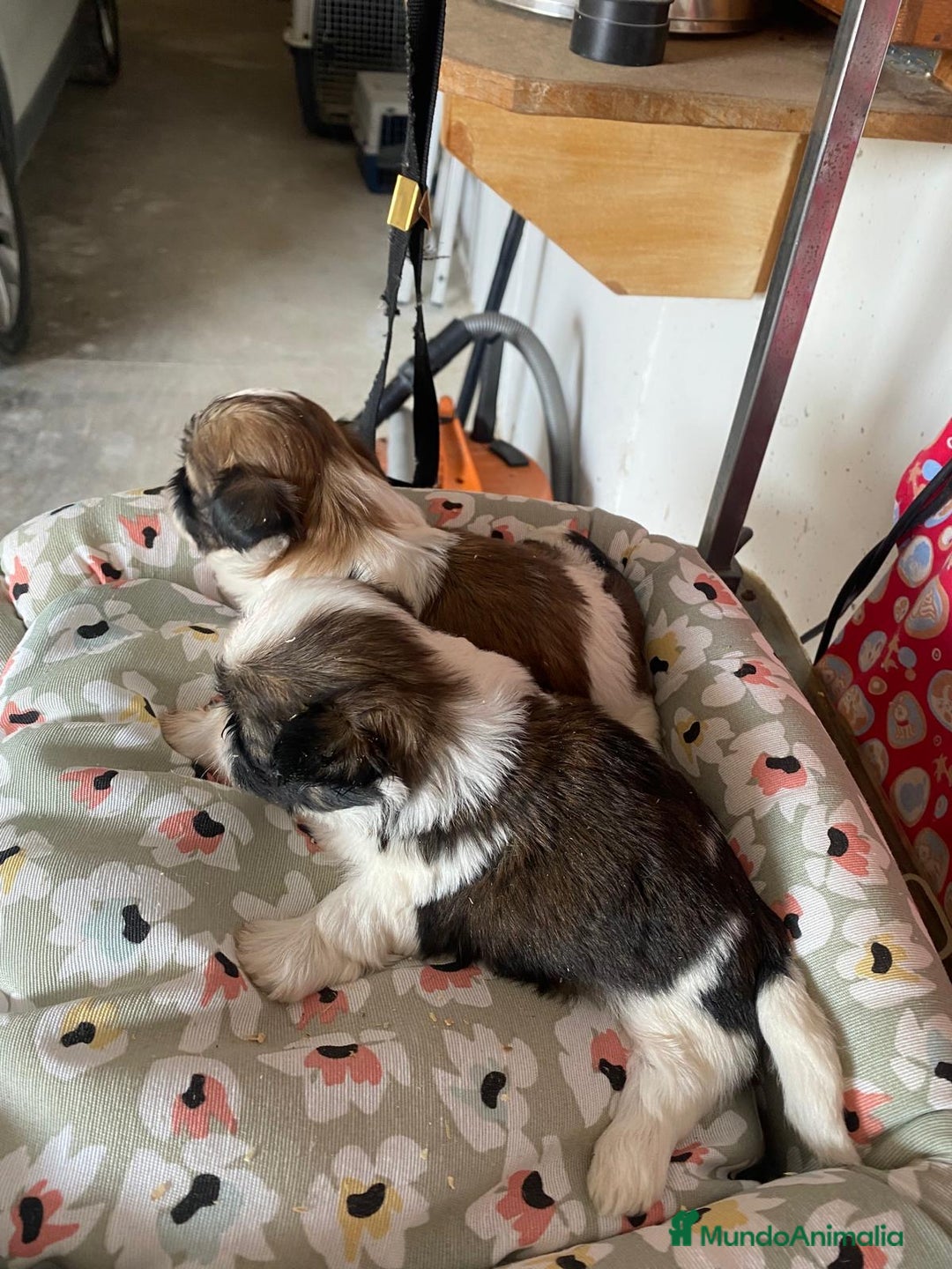 Shih Tzu perros en venta: CACHORRITOS DE SHIH TZU - Imagen 3