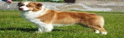 Pastor Australiano perros en venta: Futura camada de Pastor Australiano  - Anuncio 2