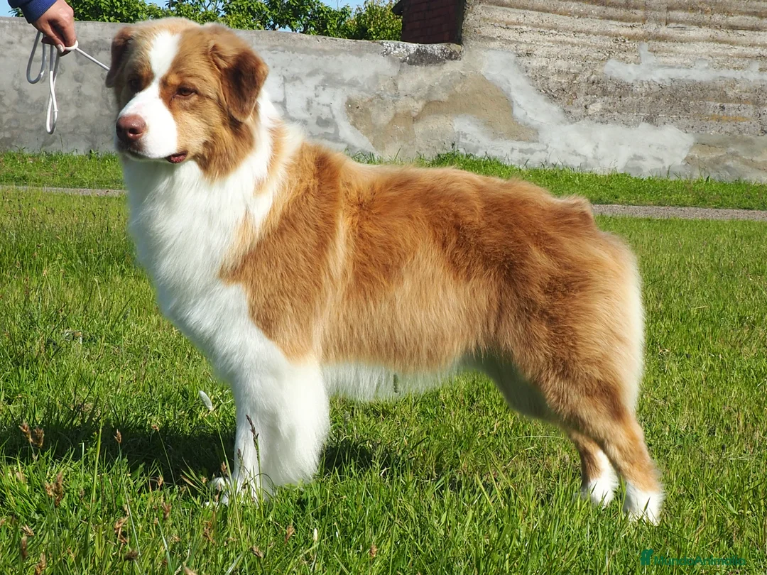 Pastor Australiano perros en venta: Futura camada de Pastor Australiano  - Anuncio 2