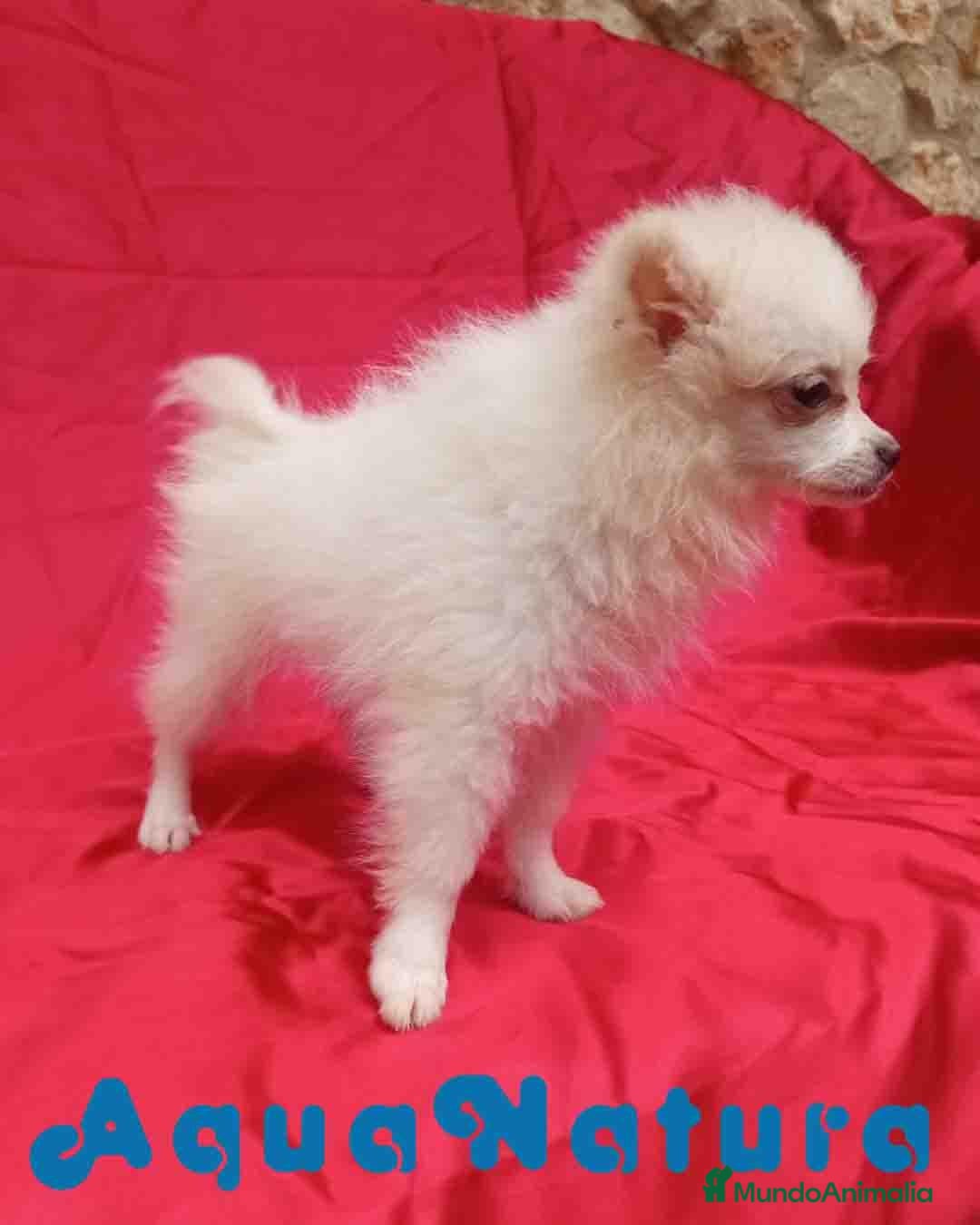 Pomerania perros en venta: Pomerania Hembra 8296 AQUANATURA - Anuncio 6