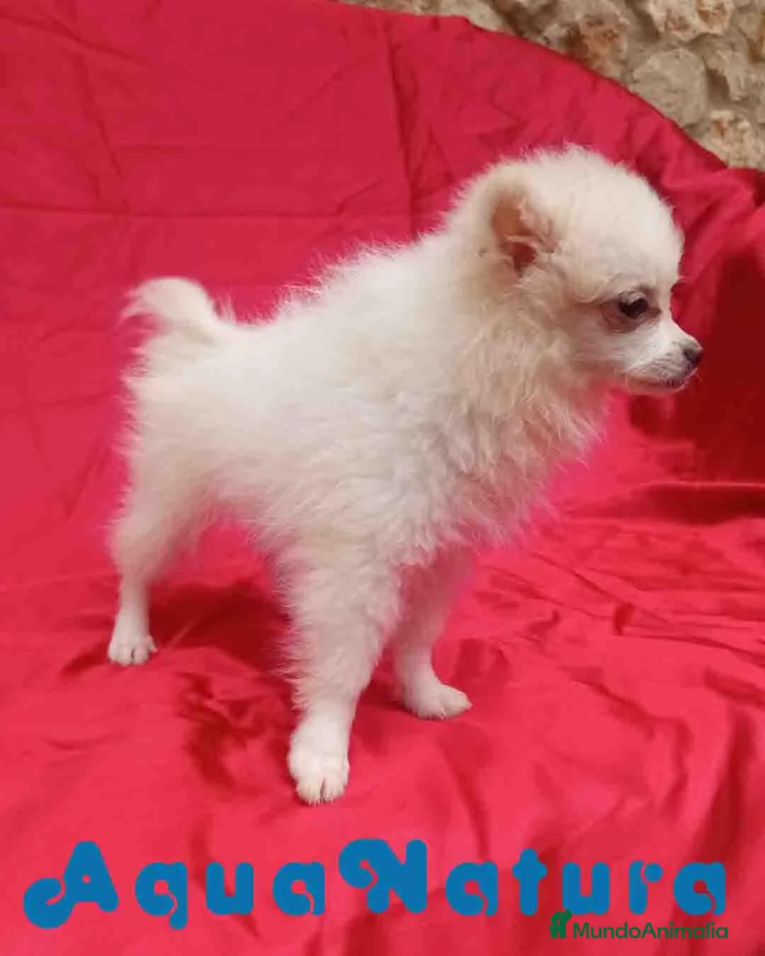 Pomerania perros en venta: Pomerania Hembra 8296 AQUANATURA - Anuncio 1