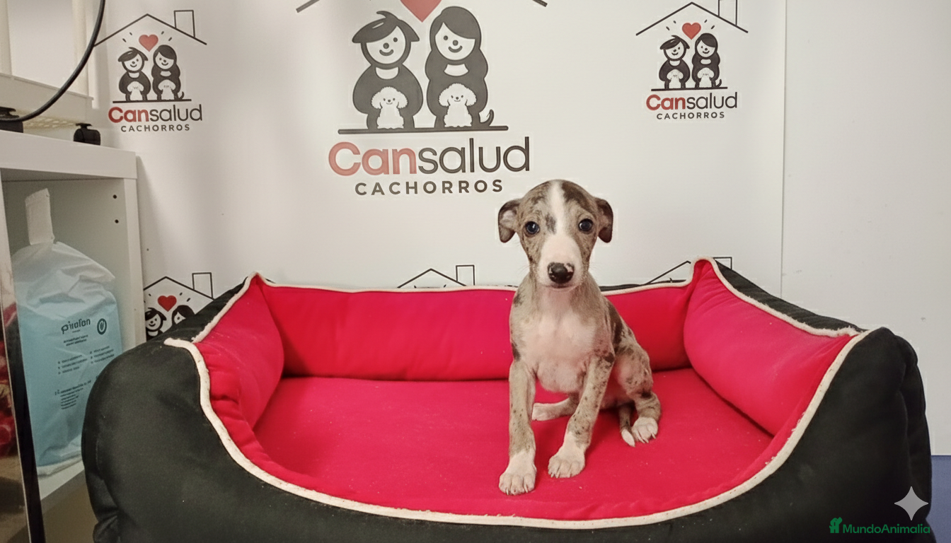 Whippet perros Whippet - Anuncio 2