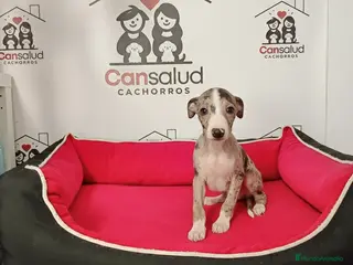 Whippet perros Whippet - Anuncio 2