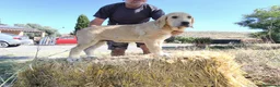 Mastín Español perros en venta: Cachorro Mastin Español - Anuncio 3