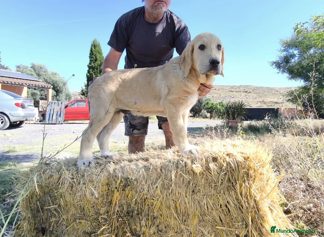 Mastín Español perros en venta: Cachorro Mastin Español - Anuncio 3