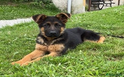 Pastor Alemán perros en venta: Macho 4 meses - Imagen 1