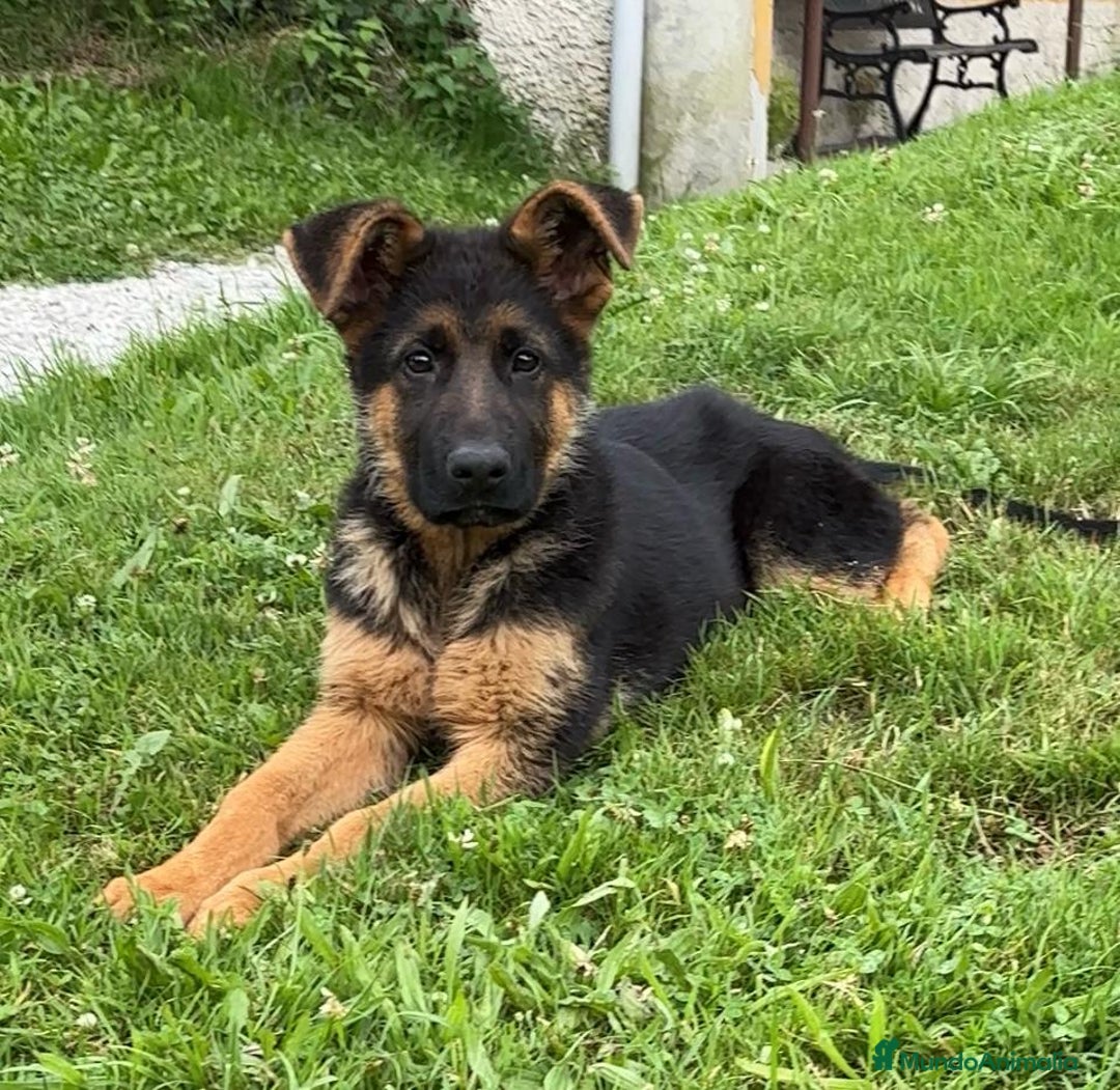 Pastor Alemán perros en venta: Macho 4 meses - Imagen 1