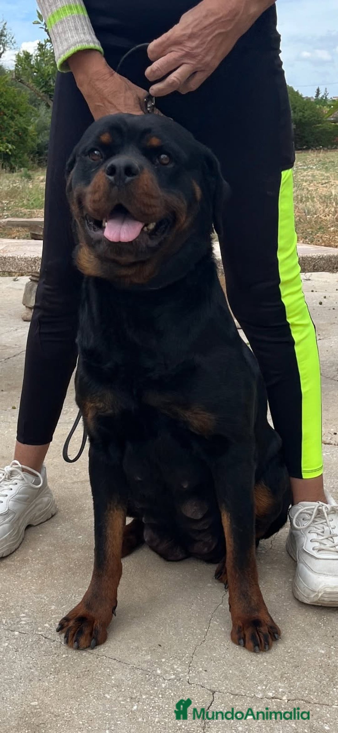 Rottweiler perros en venta: Rottweiler - Imagen 22