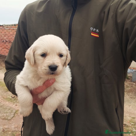Golden Retriever perros en Salamanca - Anuncio 8