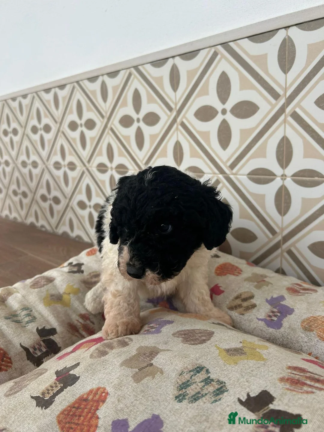 Perro de Agua Español perros en venta: Perro de aguas español  en Madrid - Anuncio 2