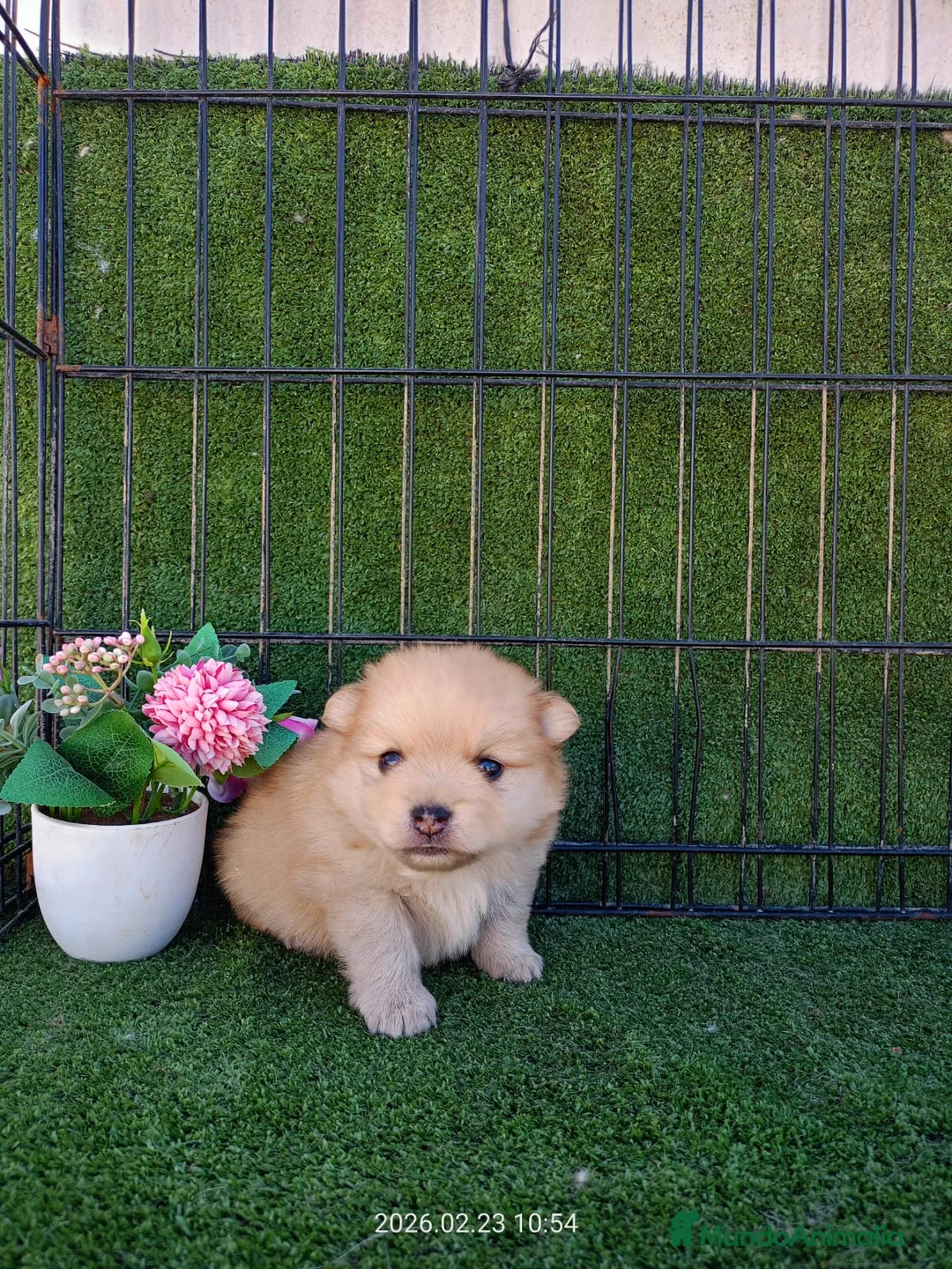Pomerania perros en venta: POMERANIA - Anuncio 1