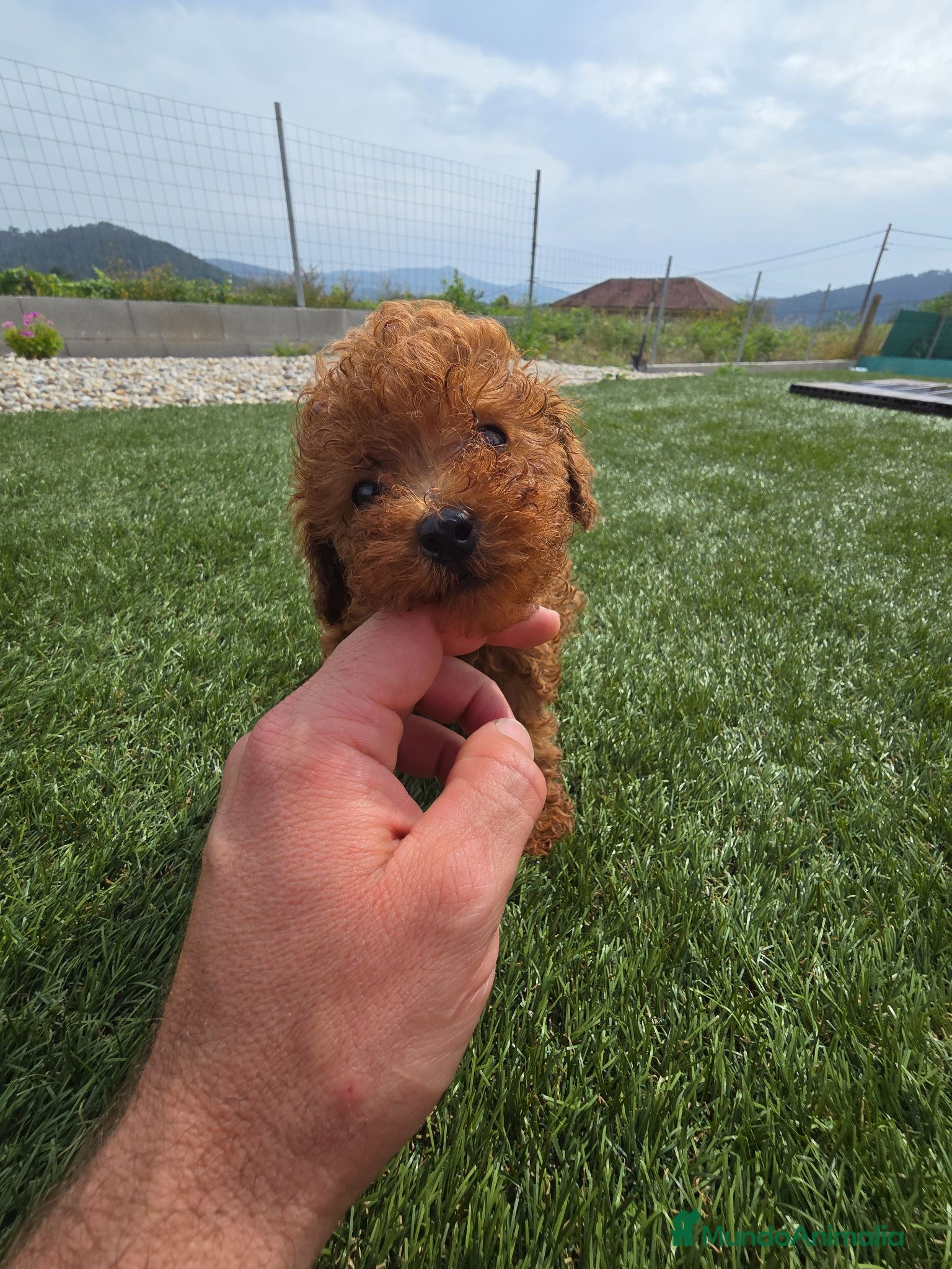 Caniche Toy perros ❤️ Caniche Toy Rojo Muy Pequeñito  - Anuncio 1