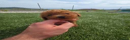 Caniche Toy perros en venta: ❤️ Caniche Toy Rojo Muy Pequeñito  en Ourense - Anuncio 1
