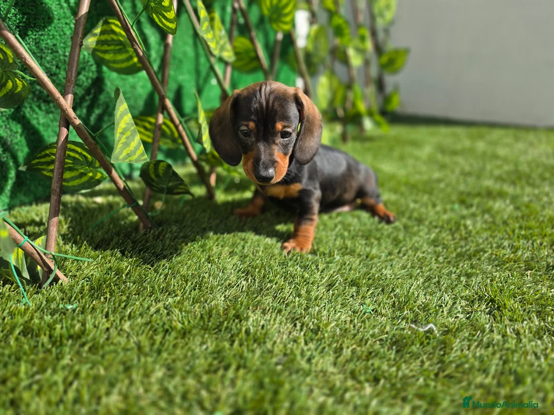 Teckel Miniatura perros en venta: TECKEL MINI - Anuncio 2