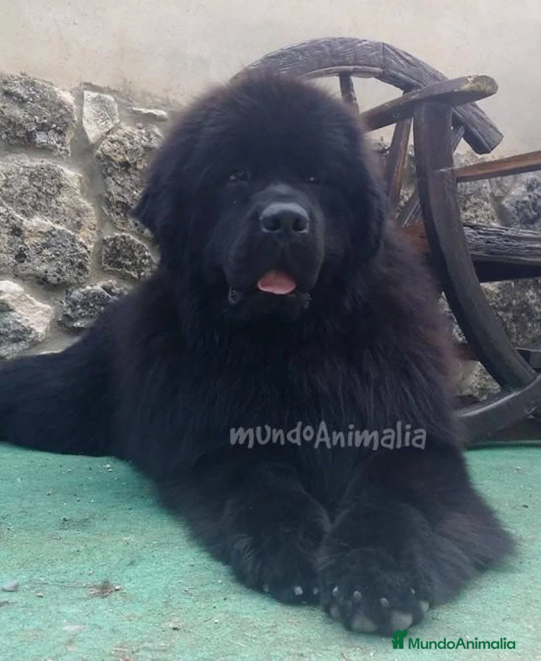 Imagen de galería {{count}}