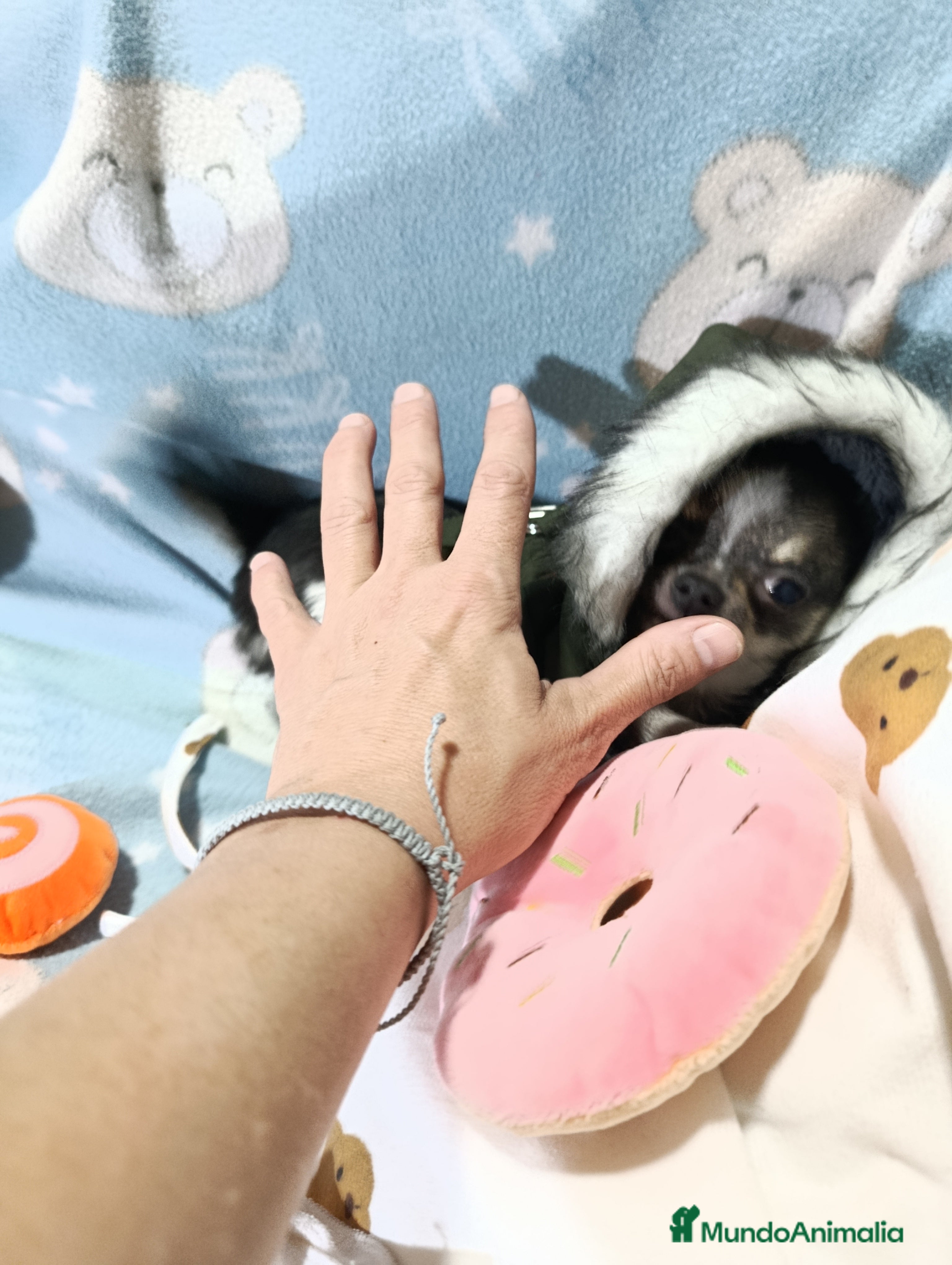 Chihuahua perros chihuahua de pelo largo y corto 👈👈👈🩷🐾 - Anuncio 1